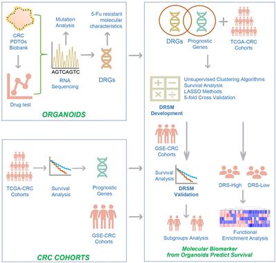 Molecular Biomarker of Drug Resistance Developed From Patient-Derived Organoids Predicts Survival of Colorectal Cancer Patients